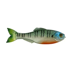 6th Sense Panorama Baitfish