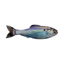6th Sense Panorama Baitfish