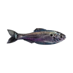 6th Sense Panorama Baitfish