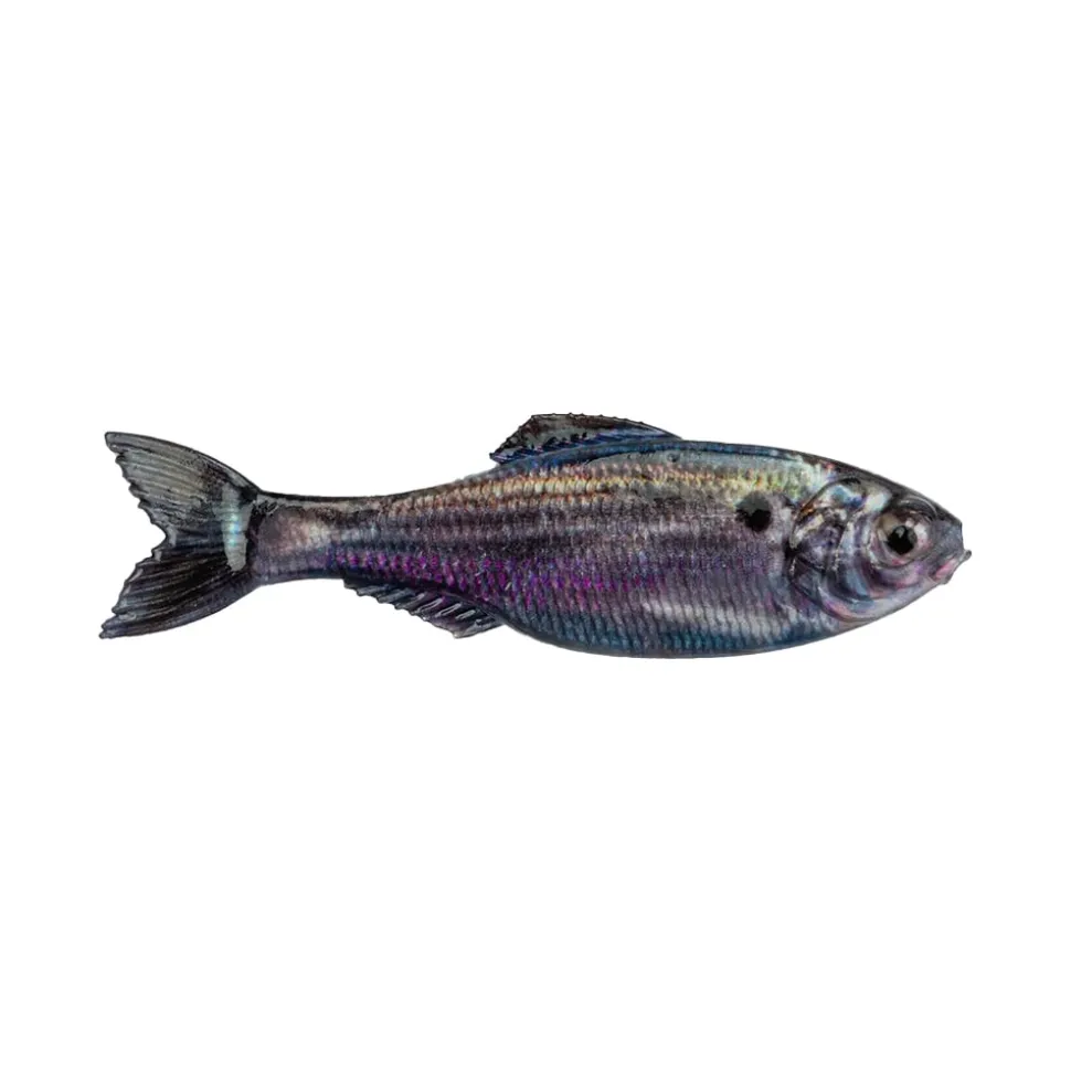 6th Sense Panorama Baitfish