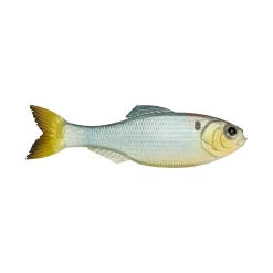 6th Sense Panorama Baitfish
