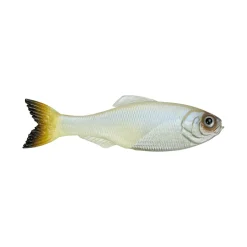6th Sense Panorama Baitfish