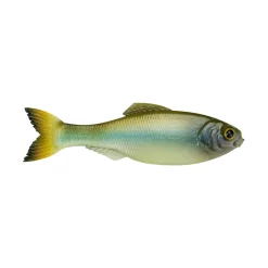 6th Sense Panorama Baitfish