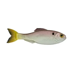 6th Sense Panorama Baitfish